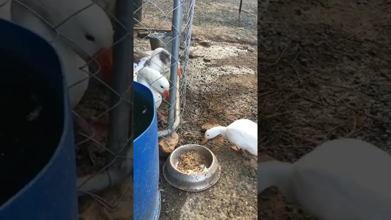 Geese don’t like ducklings eating next to them