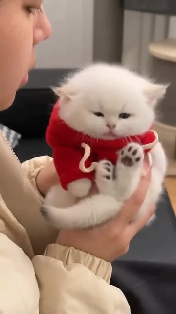 Cute 💕🥰 cat 😺 and funny animals😹😃😂🎉