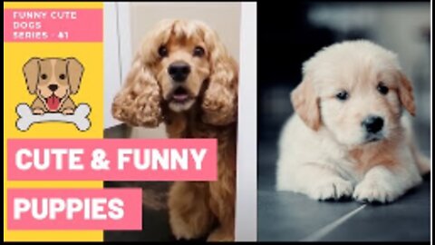 FUNNY CUTE DOGS - Cute Funny Puppies