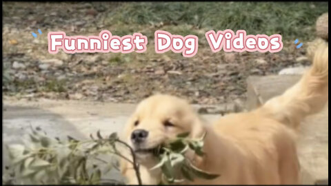 Funniest Animal videos | Funny Dogs Compilation