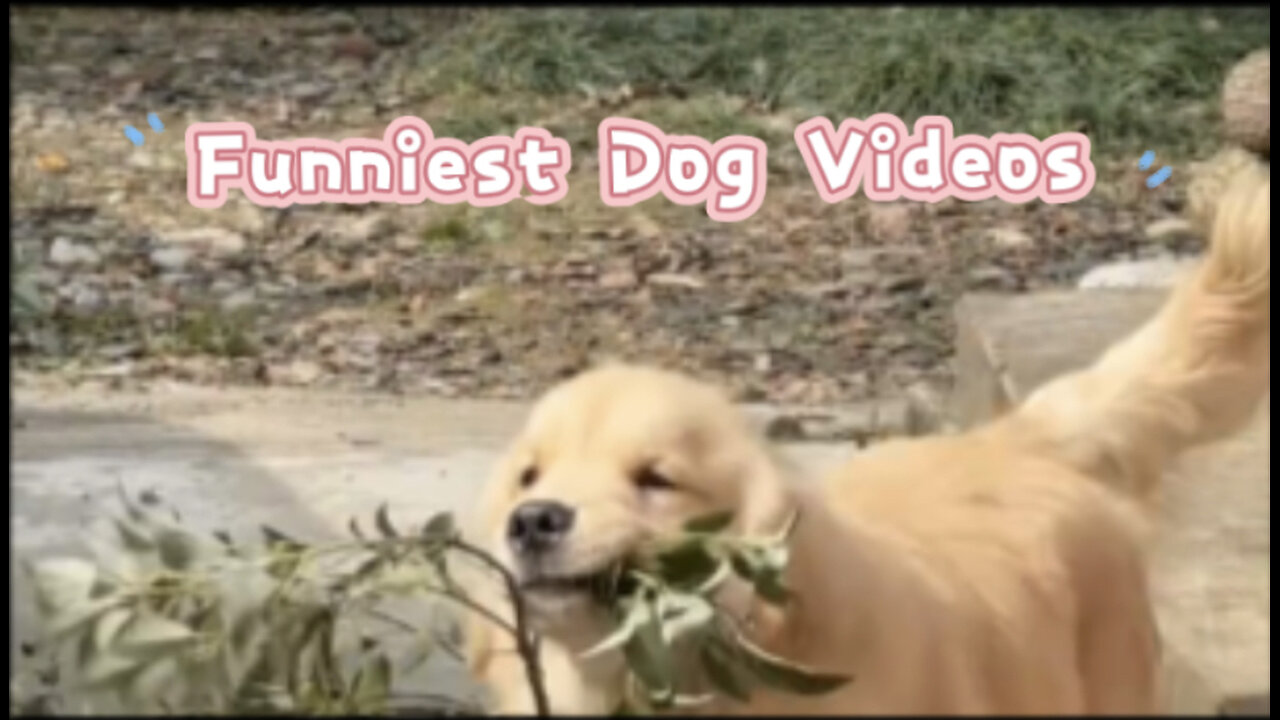 Funniest Animal videos | Funny Dogs Compilation