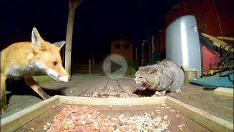 Fox and cat Standoff, VIRAL, FUNNY,CUTEFUNNY,