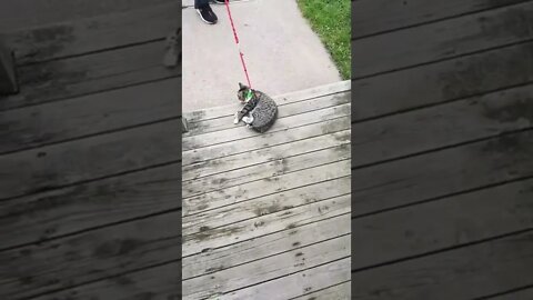Lazy cat doesn’t want to walk 😂🤣