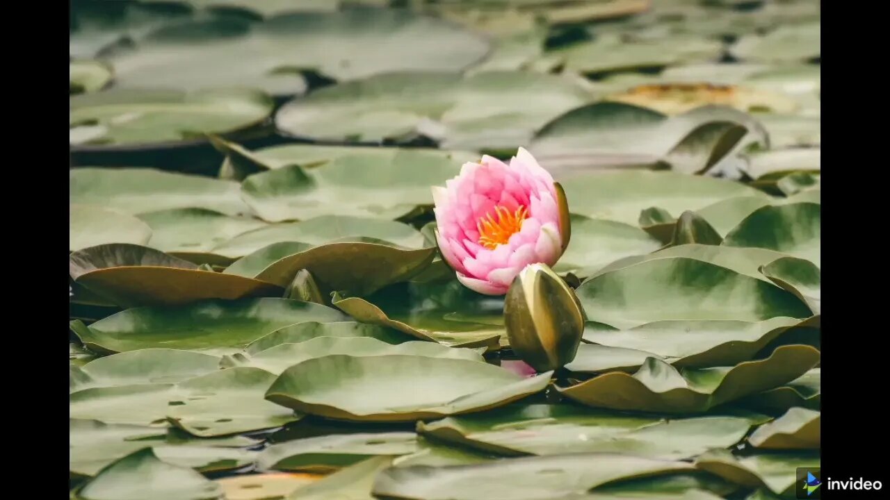 #deep nature,relaxing music,sildlifd