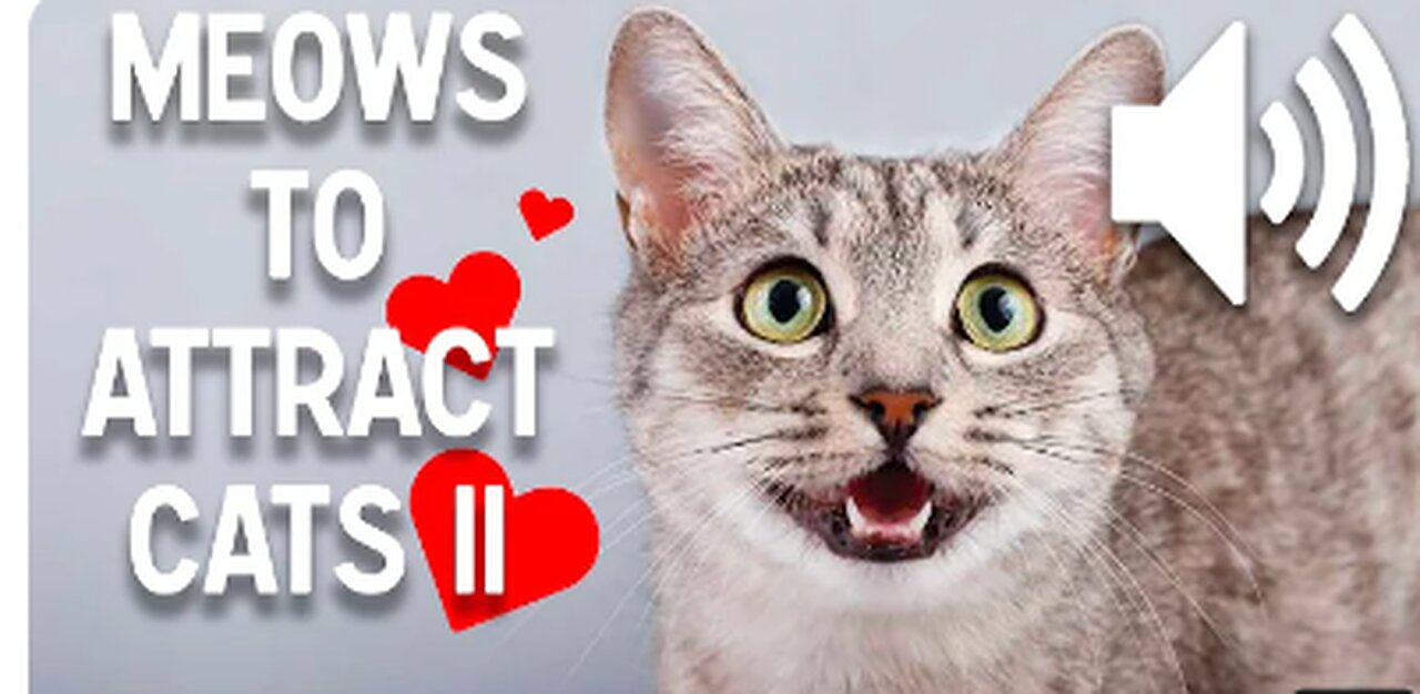 Sounds that attract cats 2.0 - Meow to make cats come to you - Kitten meow to attract cats