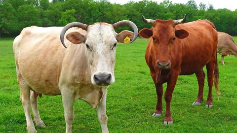 Beautiful cow video cows grazing & mooing 🐮