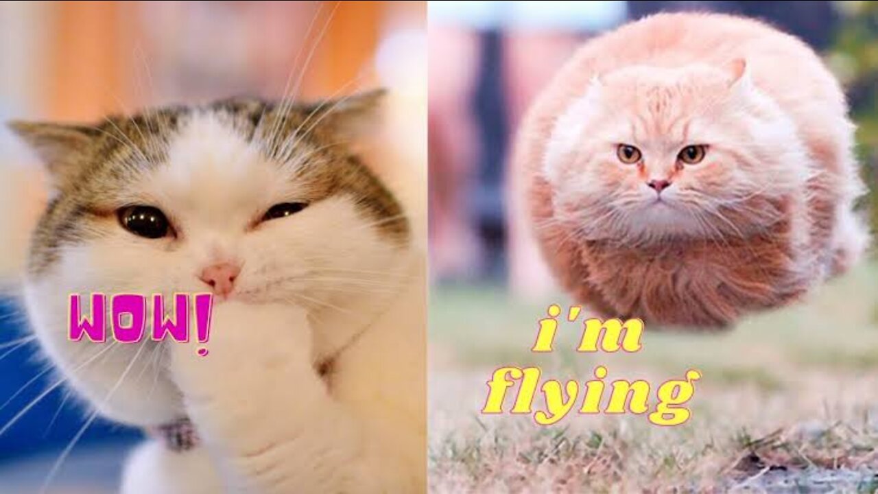 Cute cat βΊοΈπ»π»π»