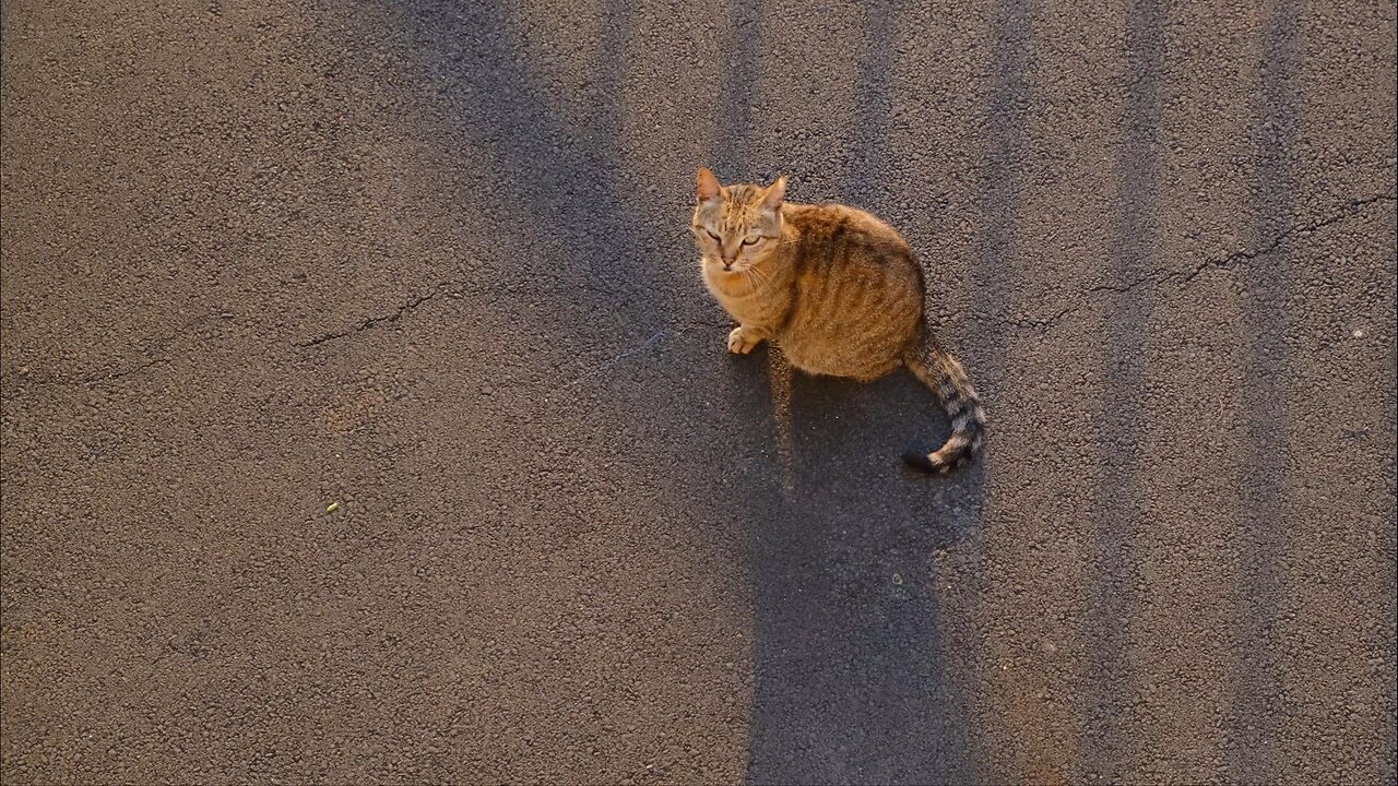 Cats Cleaning Their Fur