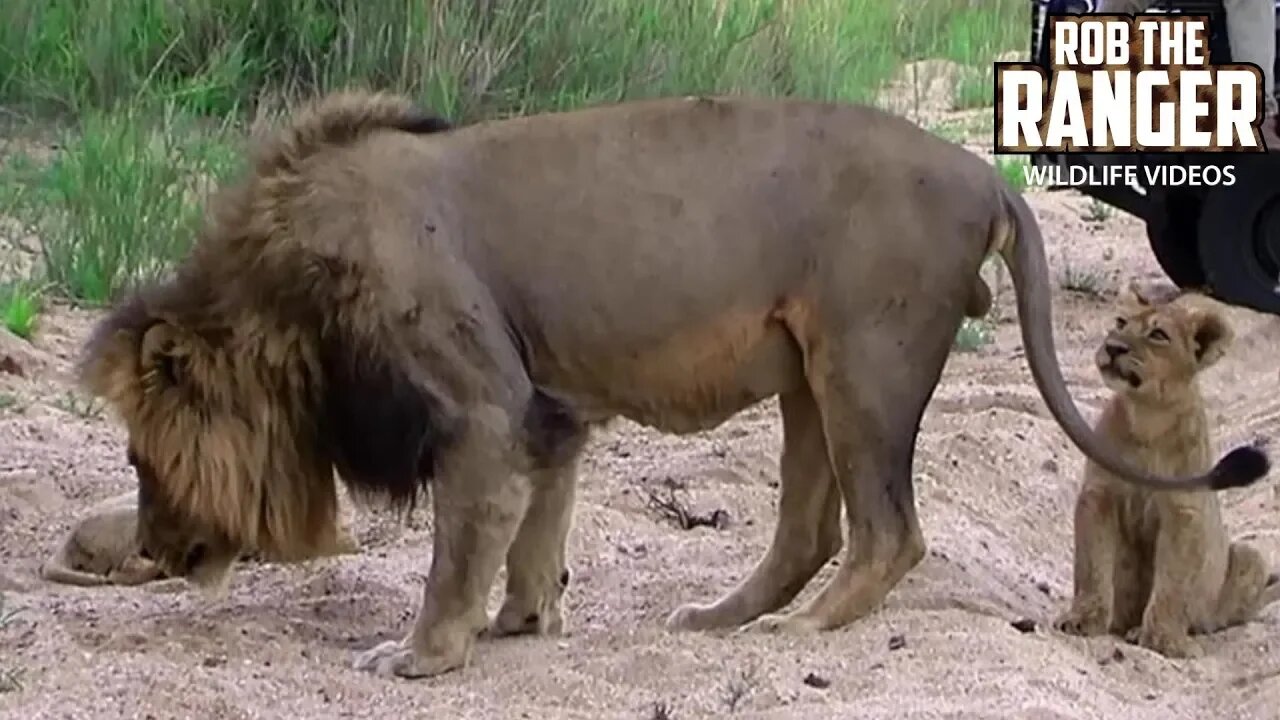 Lion Pride Interactions | Cubs Playing | Archive Mapogo Lion Footage