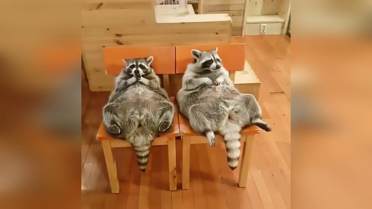 FUNNY RACCOONS. FUNNY VIDEO