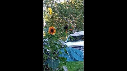 Finches, Sunflowers, and APP