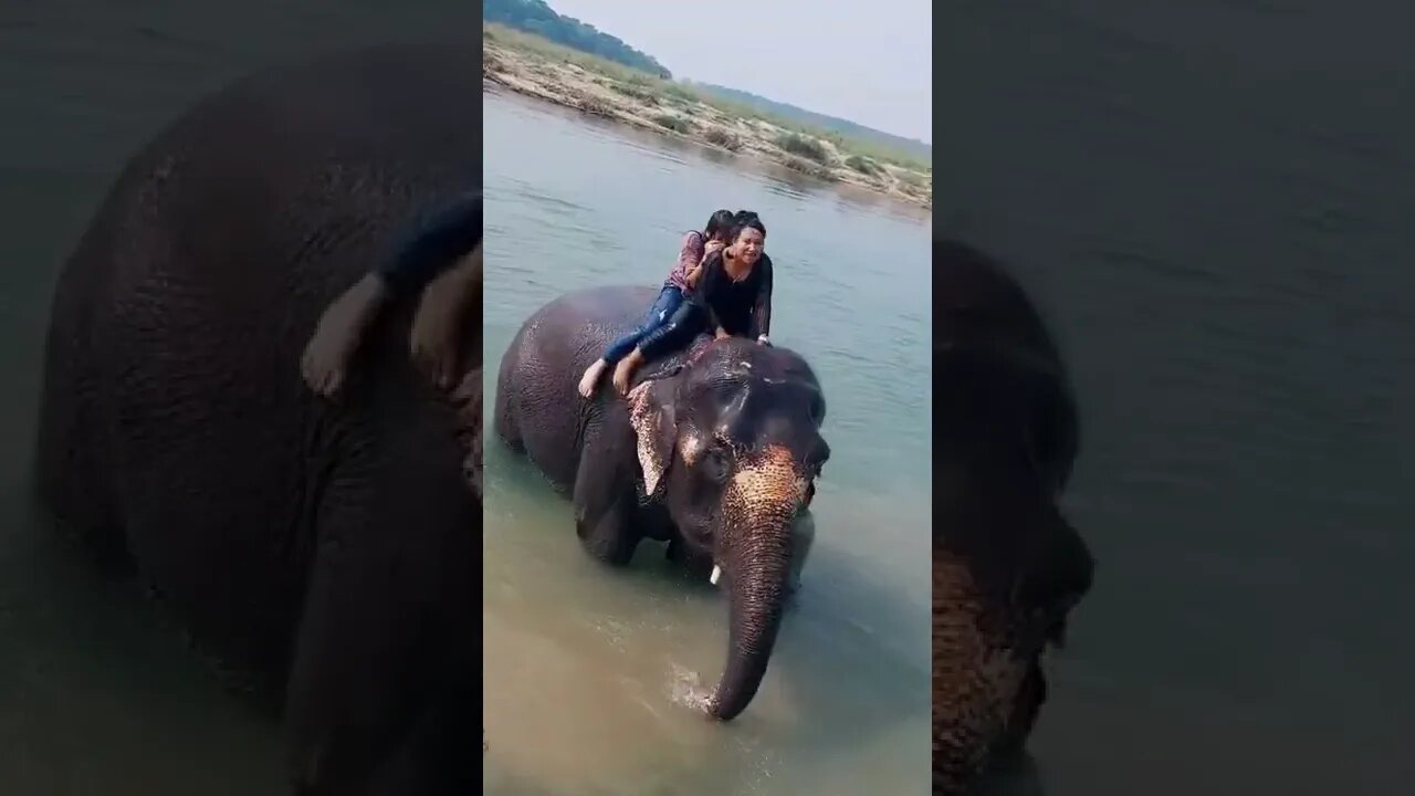 enjoying with elephant