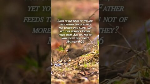 Matthew 6:26 #shorts #birds #look #sow #reap #Father #value #God #christian #Jesus #bible