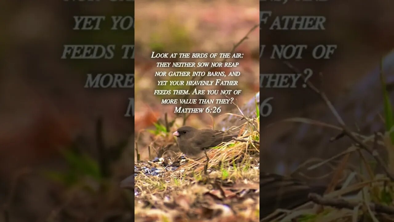 Matthew 6:26 #shorts #birds #look #sow #reap #Father #value #God #christian #Jesus #bible