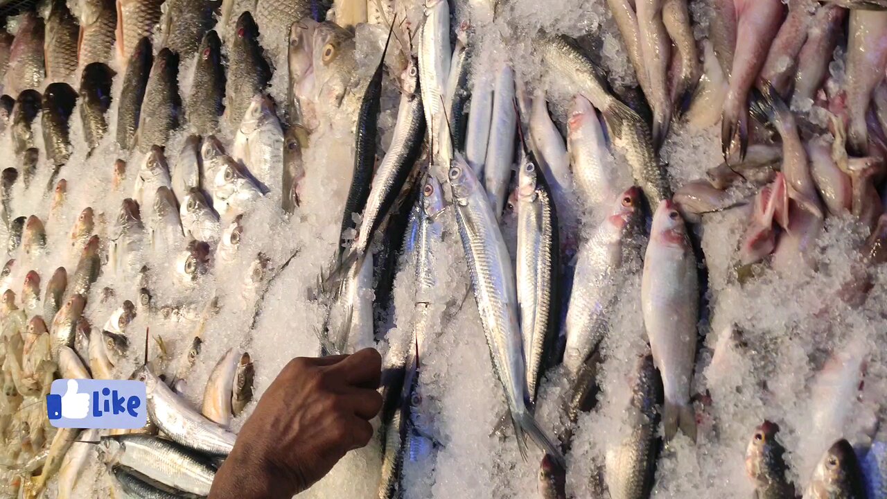 Dubai fish market so nice