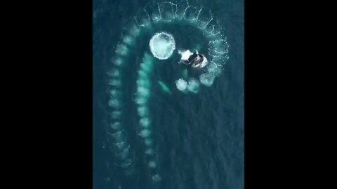 Pattern made on the water by Whales breaching