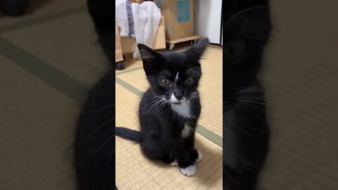 This kitten just woke up, so cute! #shorts