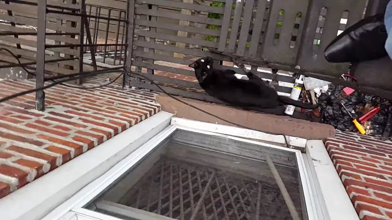 Louis and Steve capture Mr. Clinton after he broke through Louis' window