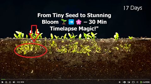 Beautiful Plants and Flowers in a 30 minute timelapse