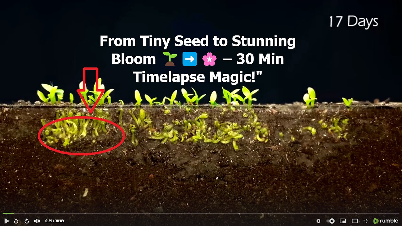Beautiful Plants and Flowers in a 30 minute timelapse