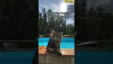 cute cat videos 😹 funny videos 😂 728 😻 #shorts #shortsfunny #cutecat #funnycat #catvideos #catscare