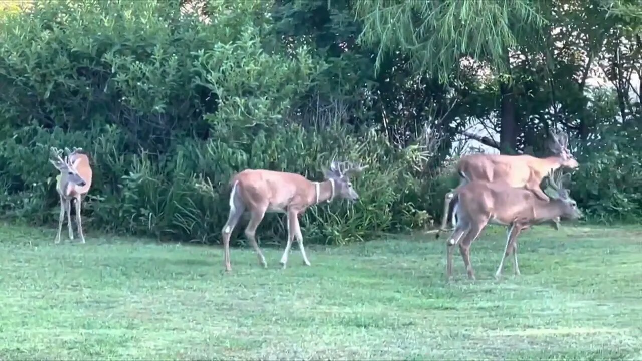 Amercia's Deer Herd at Jimmy Houston Ranch! part 1 July 22nd