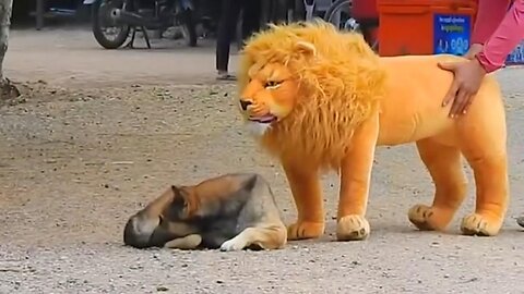 troll prank dog funny & fake lion & fake tiger dog prank & giant box dog prank