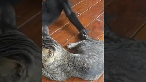 cat vs funny monkey