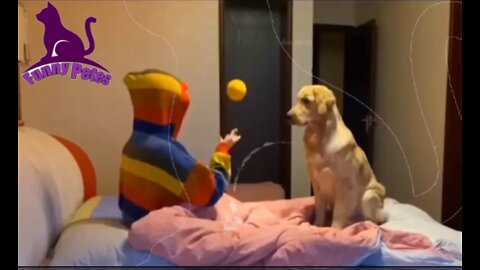 Kid and puppy playing baseball together/boy play with has golden dog#golden#boy#dog#playing video,