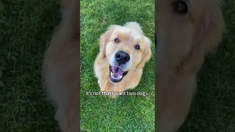 🐕I got my Dog a Dog