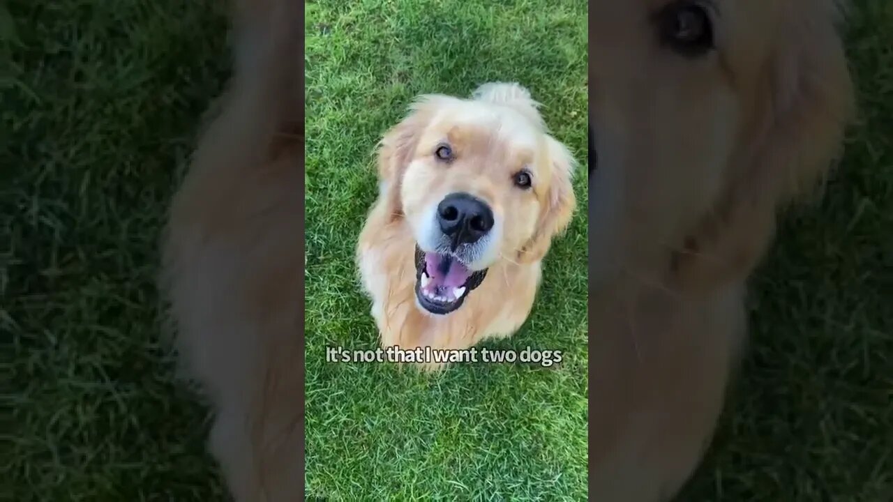 🐕I got my Dog a Dog