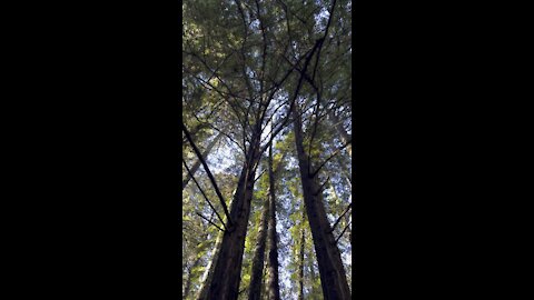 Redwood Canopy