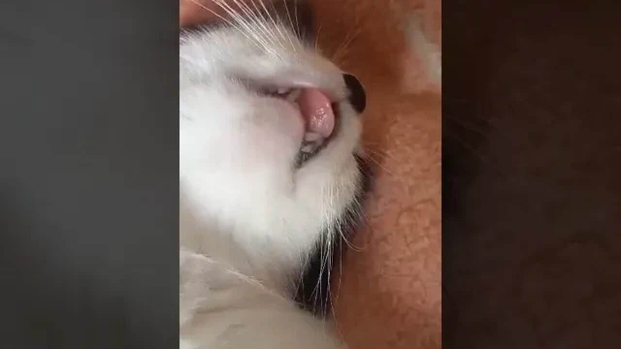She is too cute when she is sleeping