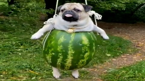 Funny Animal Videos Dogs