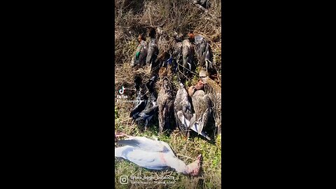 Duck hunt