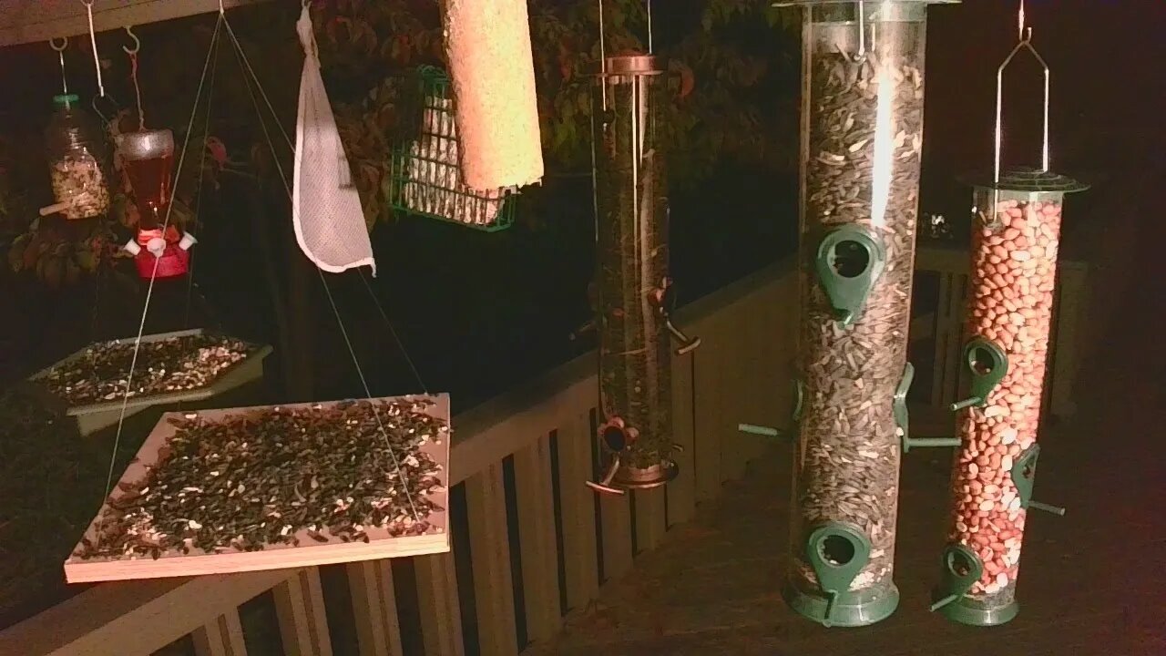 Live Bird Feeder Oct 18 2021 "Frogs All night" Asheville NC. In the mountains.