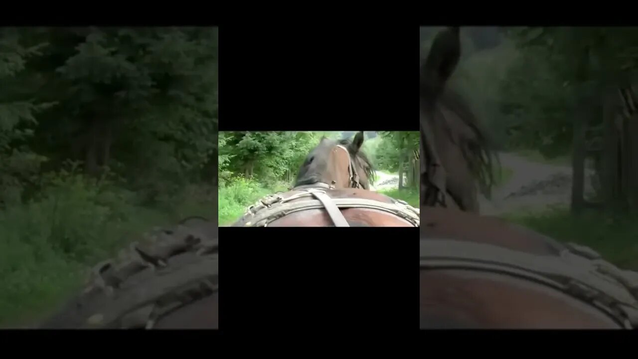village animals /animals in village