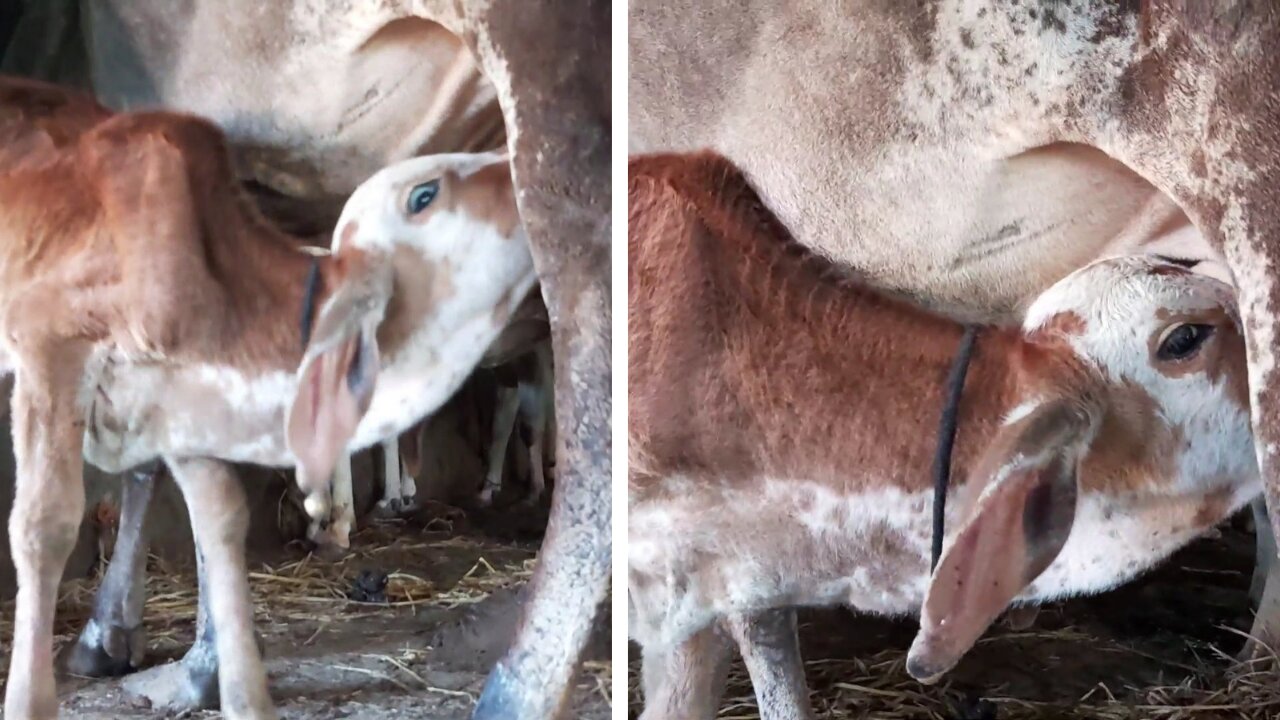 When a cow's child feels hungry..