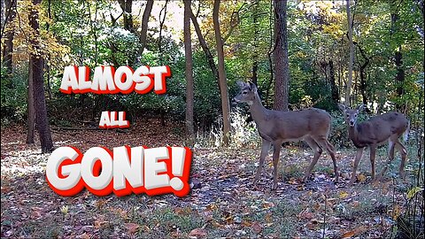 The Deer are almost all gone now!