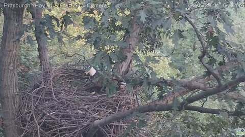 Hays Eagles Dad brings in stick arranges all of them 2021 09 21 7:50AM