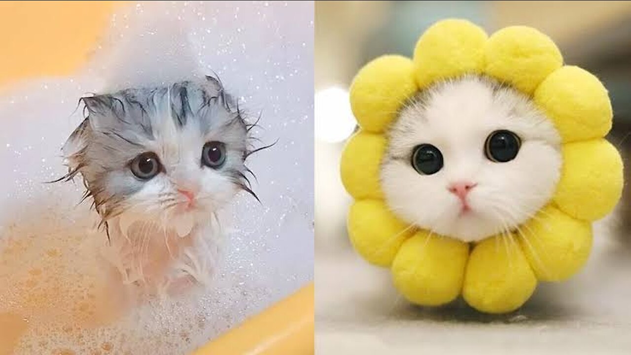 Funny Videos Cute cat videos.