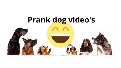 Troll Prank Dog Funny & fake Lion and Fake Tiger Prank To dog & Huge Box Prank to dog