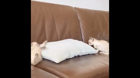 #SHORT #SUBSCRIBE #PLEASE