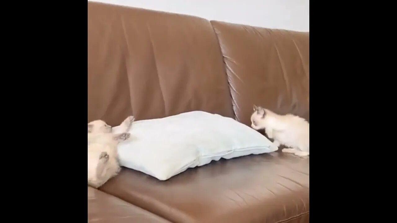 #SHORT #SUBSCRIBE #PLEASE