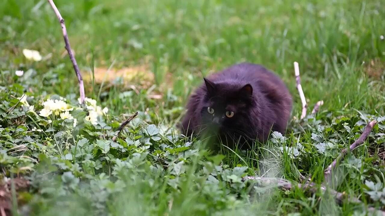 Black Forest cat