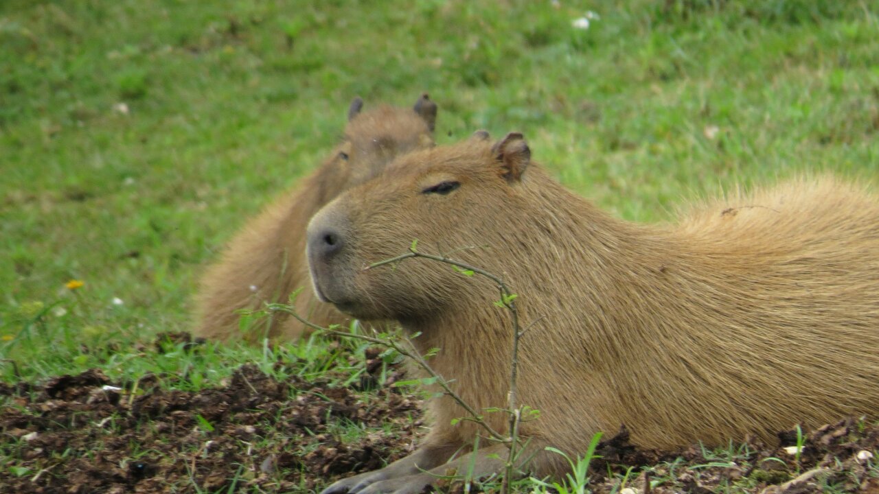 What Capybara Think