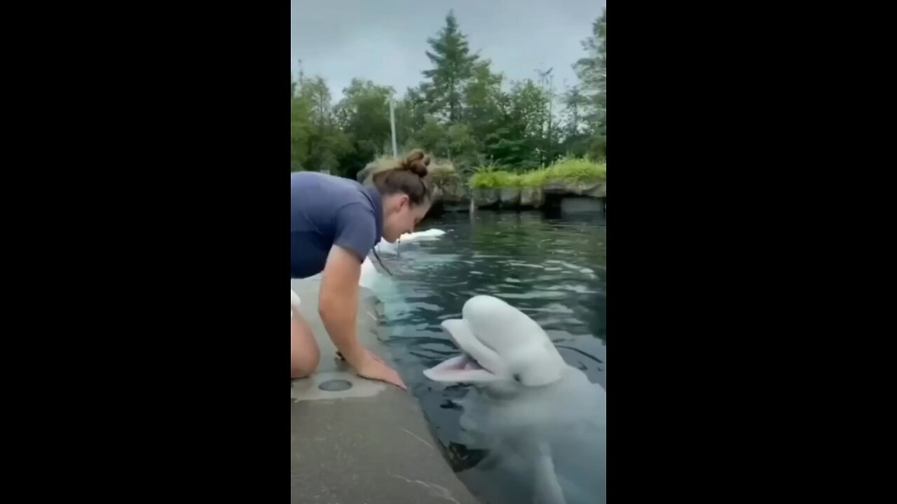 Friendly Dolphin #Dolphin