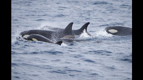 Why Are Orcas Attacking Boats Off the Coast of Europe?