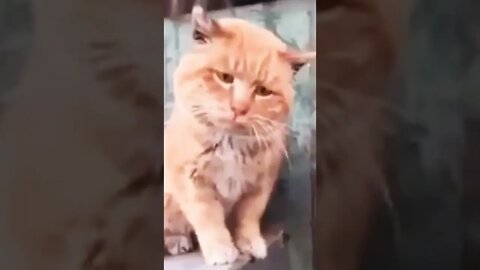 Cat Video Fun #cat #reels #shorts #funny