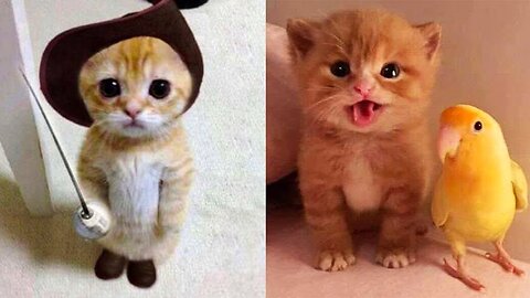 Baby Cats: A Collection of Cute and Funny Cat Videos